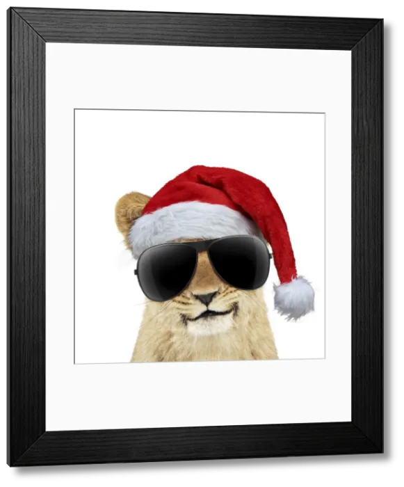 Framed Print : 13131726. Lion cubs (approx 16 weeks old) wearing Christmas hat and sunglasses Date Framed Print : 13131726. Lion cubs (approx 16 weeks old) wearing Christmas hat and sunglasses Date