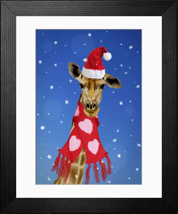 Framed Print : 13131728. Giraffe - wearing Christmas scarf Date Framed Print : 13131728. Giraffe - wearing Christmas scarf Date