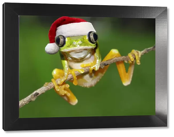 13132445. Lemur Leaf Frog, wearing Christmas hat Date