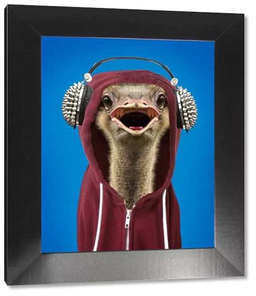 13132447. Ostrich portrait wearing a hoodie, open mouth Date