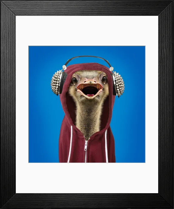 Framed Print : 13132447. Ostrich portrait wearing a hoodie, open mouth Date Framed Print : 13132447. Ostrich portrait wearing a hoodie, open mouth Date