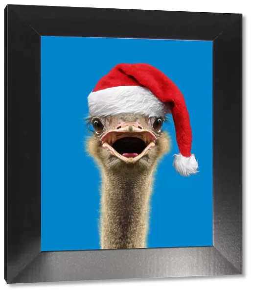 13132448. Ostrich portrait wearing glamarous glasses, calling, laughing, mouth open Date