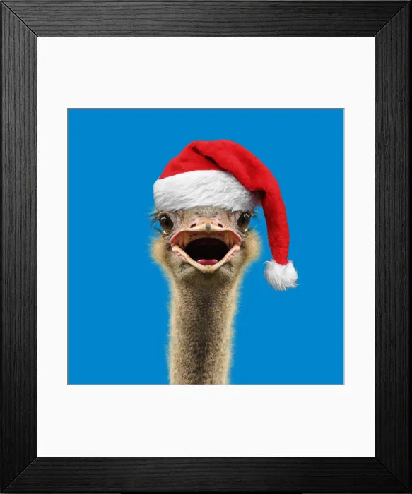 Framed Print : 13132448. Ostrich portrait wearing glamarous glasses, calling, laughing, mouth open Date Framed Print : 13132448. Ostrich portrait wearing glamarous glasses, calling, laughing, mouth open Date