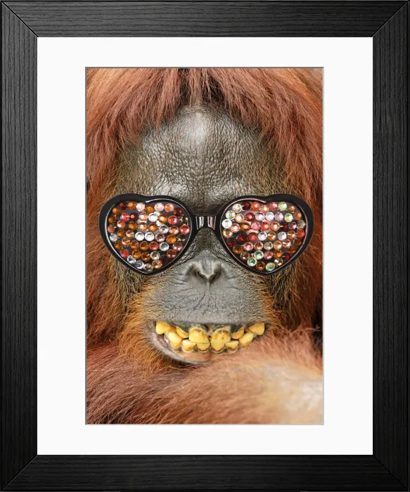 Framed Print : 13132449. Borneo Orangutan - female smiling Date Framed Print : 13132449. Borneo Orangutan - female smiling Date