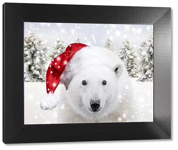 13132451. Polar Bear wearing Christmas hat in winter snow scene with spruce trees