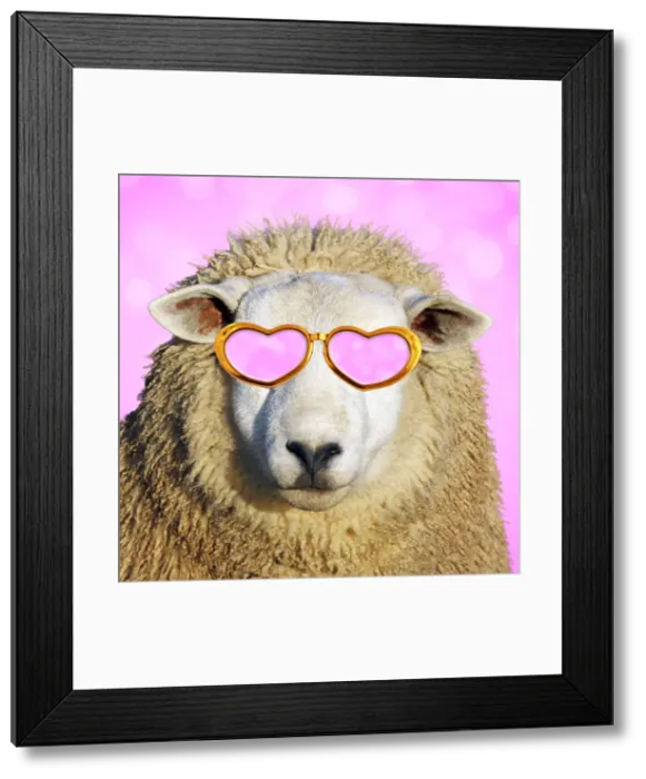 Framed Print : 13132453. Sheep - in sunglasses Date Framed Print : 13132453. Sheep - in sunglasses Date