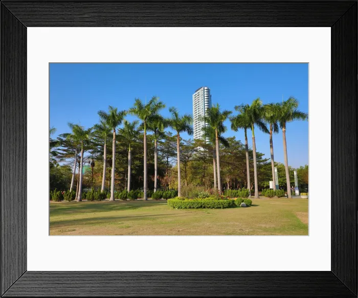 Framed Print : 13132486. Palm trees in Central Park, Kaohsiung City, Taiwan Date Framed Print : 13132486. Palm trees in Central Park, Kaohsiung City, Taiwan Date