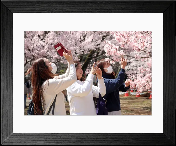 Framed Print : 13132517. Fear of the Coronavirus didnt stop the Japanese taking part in Framed Print : 13132517. Fear of the Coronavirus didnt stop the Japanese taking part in
