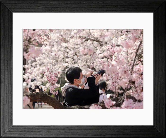 Framed Print : 13132520. Fear of the Coronavirus didnt stop the Japanese taking part in Framed Print : 13132520. Fear of the Coronavirus didnt stop the Japanese taking part in