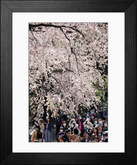 Framed Print : 13132521. Fear of the Coronavirus didnt stop the Japanese taking part in Framed Print : 13132521. Fear of the Coronavirus didnt stop the Japanese taking part in