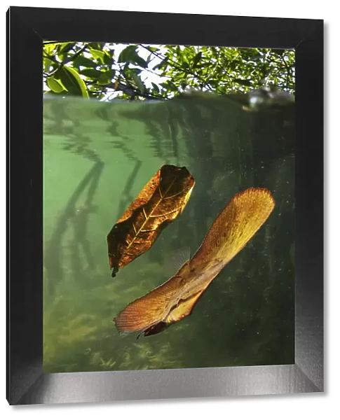 13132554. Orbicular batfish, Platax orbicularis, drifting next to a dead leaf fallen