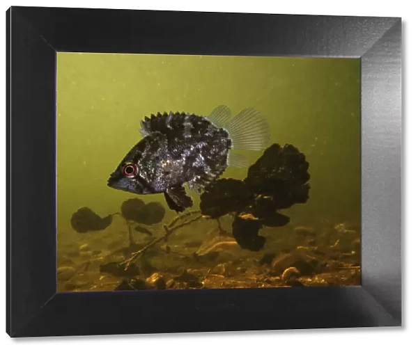 13132575. Amazon leaffish, Monocirrhus polyacanthus, swimming alongside dead leafs 