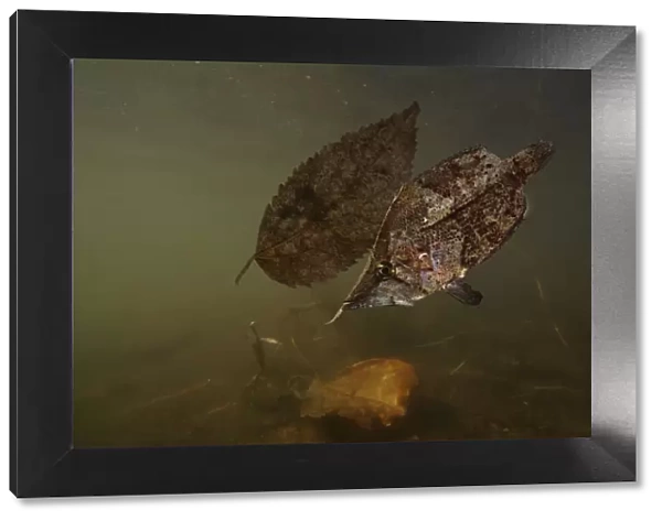 13132576. Amazon leaffish, Monocirrhus polyacanthus, swimming alongside a dead leaf