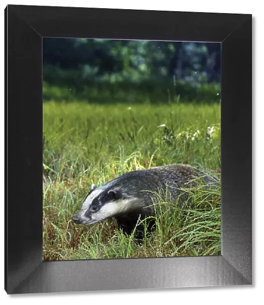13132579. European badger, Meles meles, on grass field