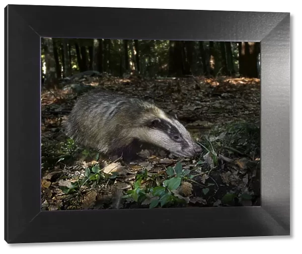 13132581. European badger, Meles meles, on forest