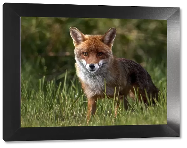 13132584. Red fox, Vulpes vulpes, on grass field