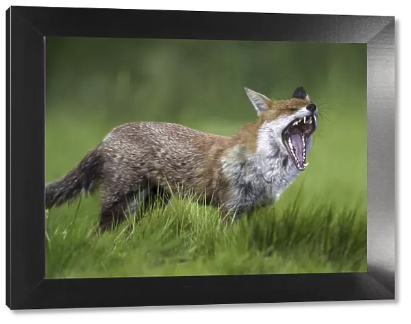 13132585. Red fox, Vulpes vulpes, yawning on grass field