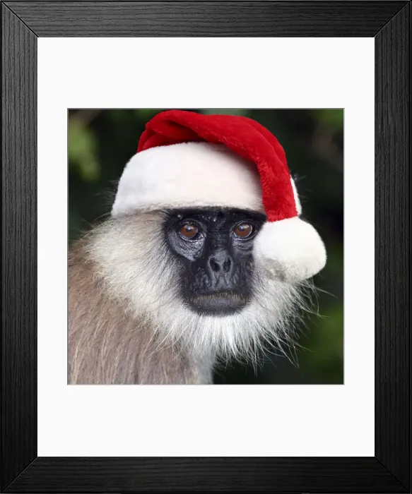 Framed Print : 13132610. Tufted Grey Langur wearing Christmas hat Date Framed Print : 13132610. Tufted Grey Langur wearing Christmas hat Date