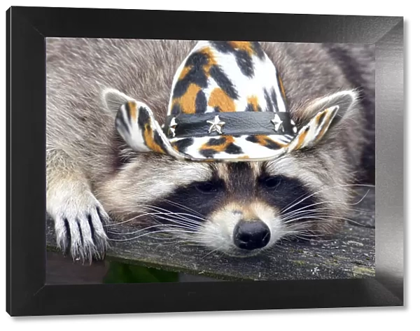13132611. Raccoon in cowboy hat Date