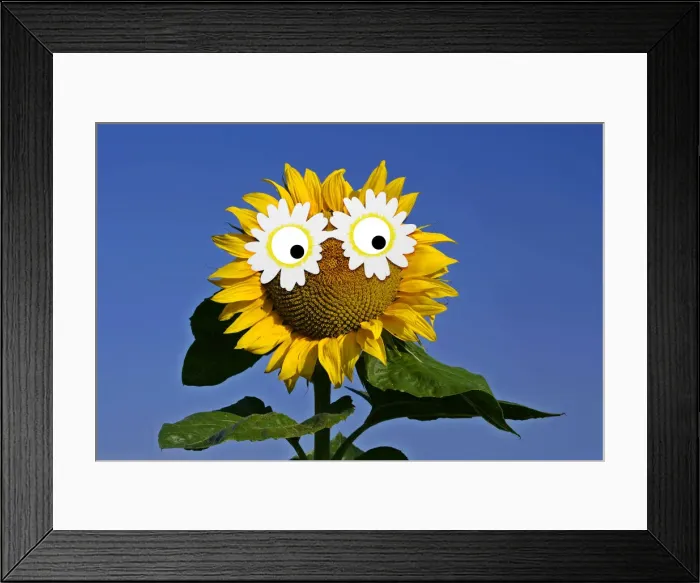 Framed Print : 13132613. Sunflower, single flower against blue sky with daisy sunglasses Date Framed Print : 13132613. Sunflower, single flower against blue sky with daisy sunglasses Date
