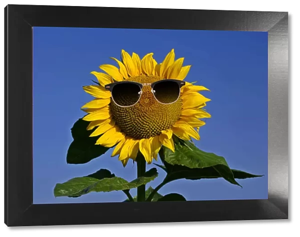 13132614. Sunflower, single flower against blue sky with sunglasses Date