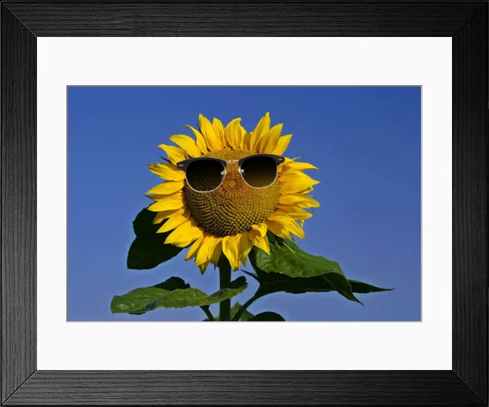 Framed Print : 13132614. Sunflower, single flower against blue sky with sunglasses Date Framed Print : 13132614. Sunflower, single flower against blue sky with sunglasses Date