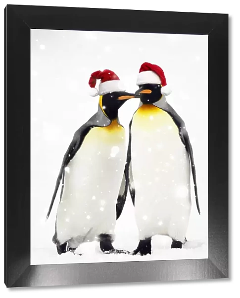 13132617. Pair of King Penguins, wearing Christmas hats Date