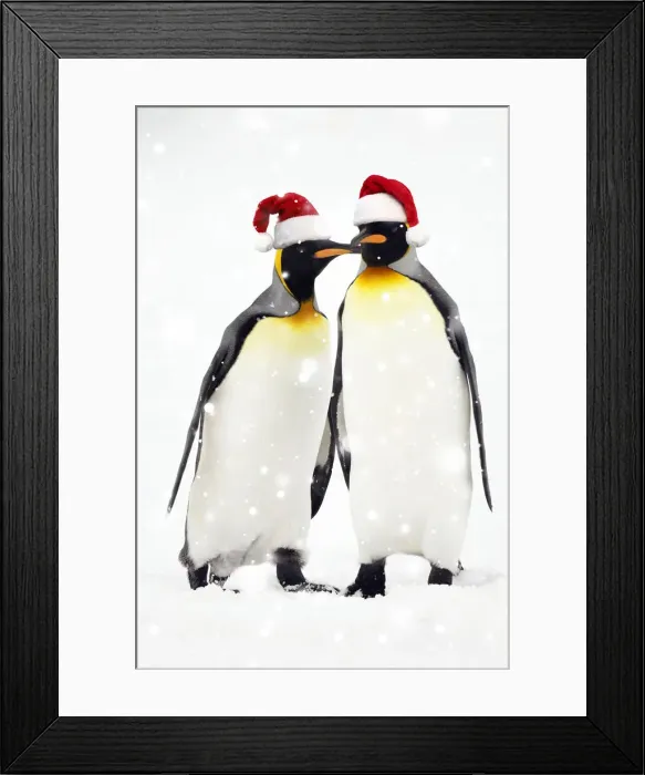 Framed Print : 13132617. Pair of King Penguins, wearing Christmas hats Date Framed Print : 13132617. Pair of King Penguins, wearing Christmas hats Date