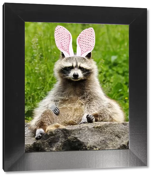 13132623. Raccoon with bunny ears Date