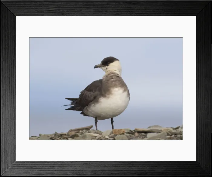 Framed Print : 13132625. Arctic Skua, Parasitic Jaeger - adult bird - Norway Date Framed Print : 13132625. Arctic Skua, Parasitic Jaeger - adult bird - Norway Date