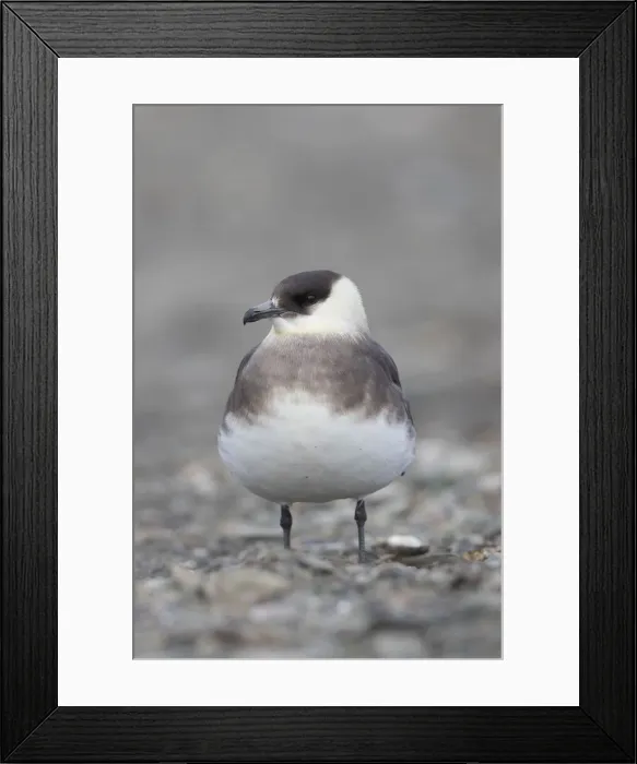 Framed Print : 13132626. Arctic Skua, Parasitic Jaeger - adult bird - Norway Date Framed Print : 13132626. Arctic Skua, Parasitic Jaeger - adult bird - Norway Date