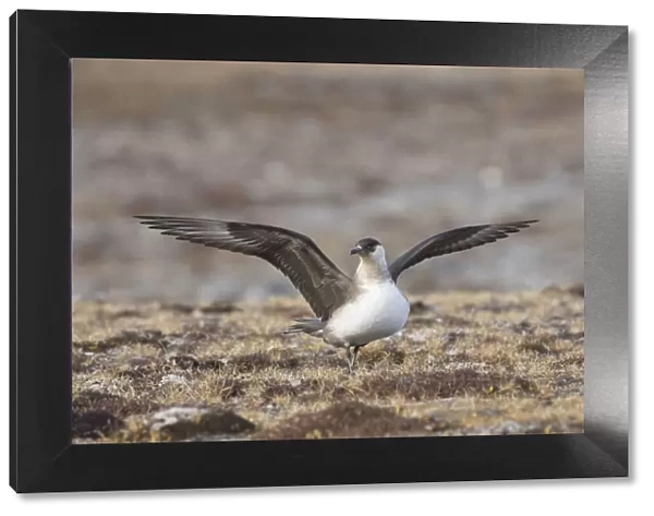 13132627. Arctic Skua, Parasitic Jaeger - adult bird flapping its wings - Norway Date