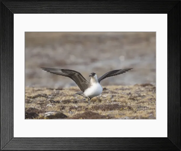 Framed Print : 13132627. Arctic Skua, Parasitic Jaeger - adult bird flapping its wings - Norway Date Framed Print : 13132627. Arctic Skua, Parasitic Jaeger - adult bird flapping its wings - Norway Date