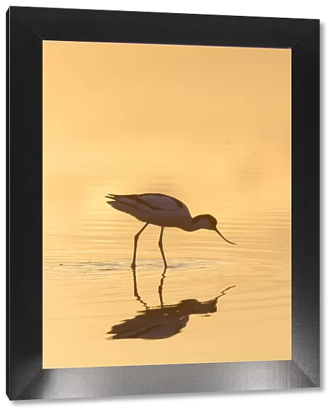 13132628. Avocet - bird in shallow water at sunset - Germany Date