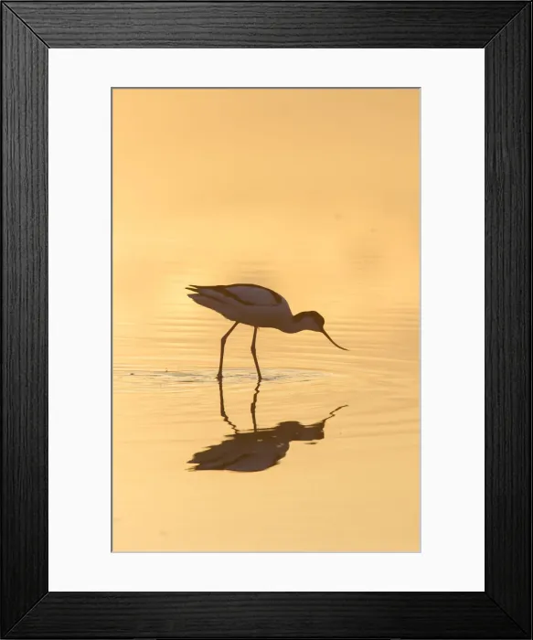 Framed Print : 13132628. Avocet - bird in shallow water at sunset - Germany Date Framed Print : 13132628. Avocet - bird in shallow water at sunset - Germany Date
