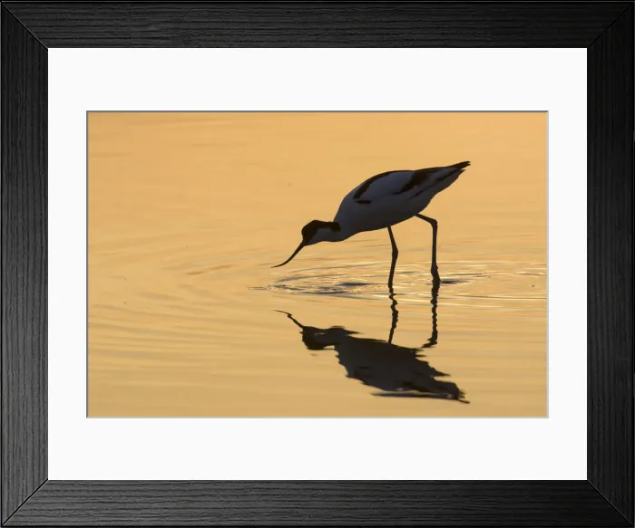Framed Print : 13132629. Avocet - bird in shallow water at sunset - Germany Date Framed Print : 13132629. Avocet - bird in shallow water at sunset - Germany Date