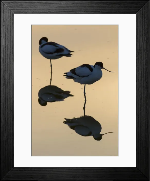 Framed Print : 13132630. Avocet - pair in shallow water at sunset - Germany Date Framed Print : 13132630. Avocet - pair in shallow water at sunset - Germany Date