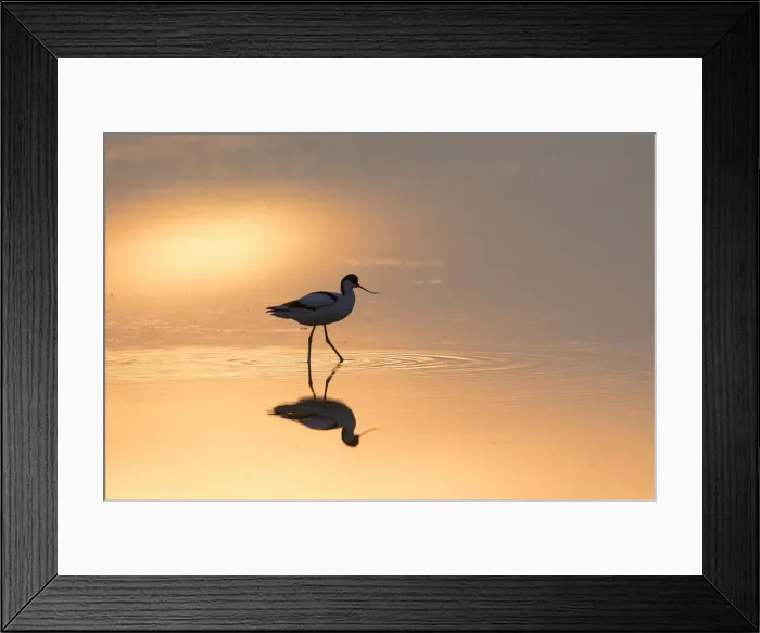 Framed Print : 13132631. Avocet - bird in shallow water at sunset - Germany Date Framed Print : 13132631. Avocet - bird in shallow water at sunset - Germany Date