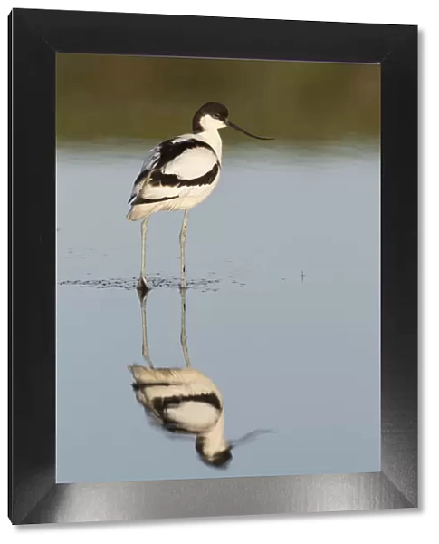 13132632. Avocet - bird in shallow water - Germany Date