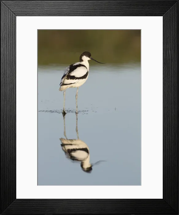 Framed Print : 13132632. Avocet - bird in shallow water - Germany Date Framed Print : 13132632. Avocet - bird in shallow water - Germany Date