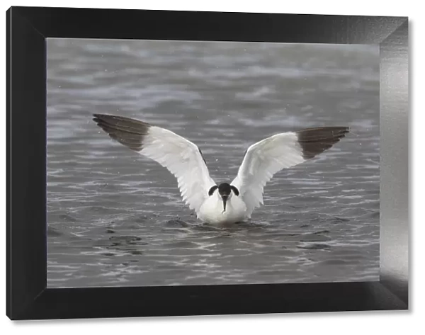 13132633. Avocet - adult bird flapping its wings - Germany Date