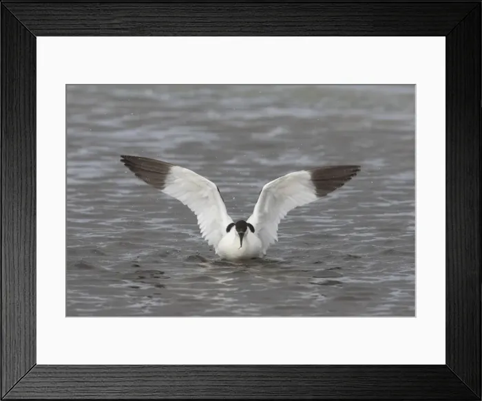 Framed Print : 13132633. Avocet - adult bird flapping its wings - Germany Date
