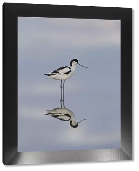 13132634. Avocet - bird in shallow water - Germany Date