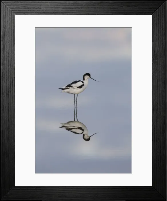 Framed Print : 13132634. Avocet - bird in shallow water - Germany Date Framed Print : 13132634. Avocet - bird in shallow water - Germany Date