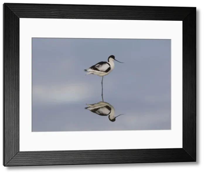 Framed Print : 13132635. Avocet - bird in shallow water - Germany Date Framed Print : 13132635. Avocet - bird in shallow water - Germany Date