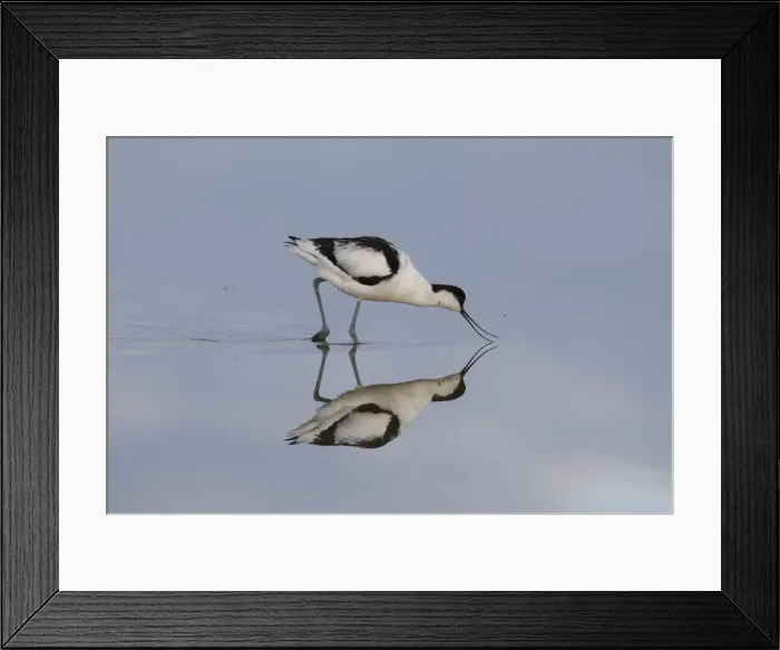 Framed Print : 13132636. Avocet - bird in shallow water - Germany Date Framed Print : 13132636. Avocet - bird in shallow water - Germany Date
