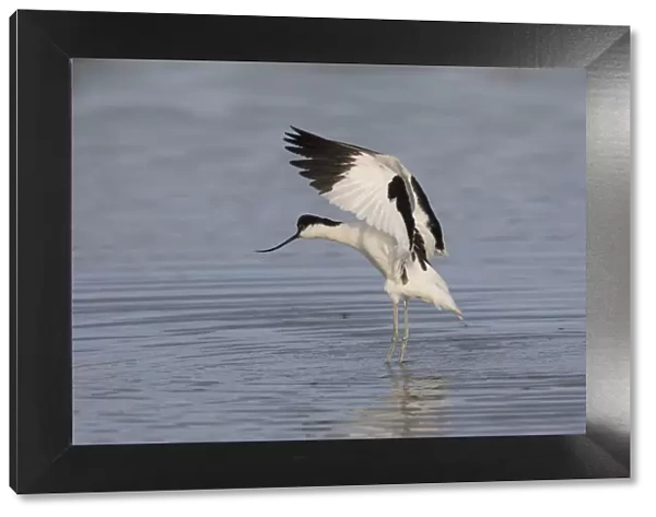 13132637. Avocet - adult bird flapping its wings - Germany Date