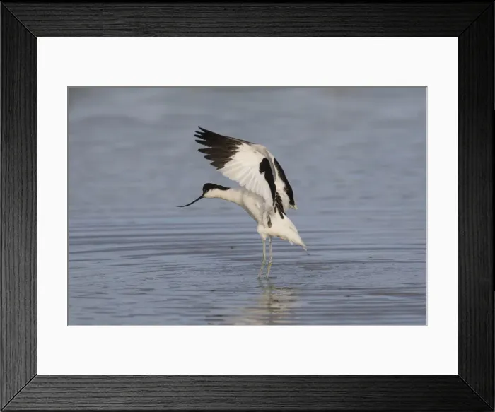 Framed Print : 13132637. Avocet - adult bird flapping its wings - Germany Date Framed Print : 13132637. Avocet - adult bird flapping its wings - Germany Date
