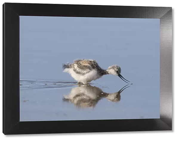13132638. Avocet - chick in shallow water - Germany Date