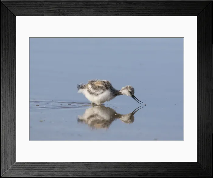 Framed Print : 13132638. Avocet - chick in shallow water - Germany Date Framed Print : 13132638. Avocet - chick in shallow water - Germany Date